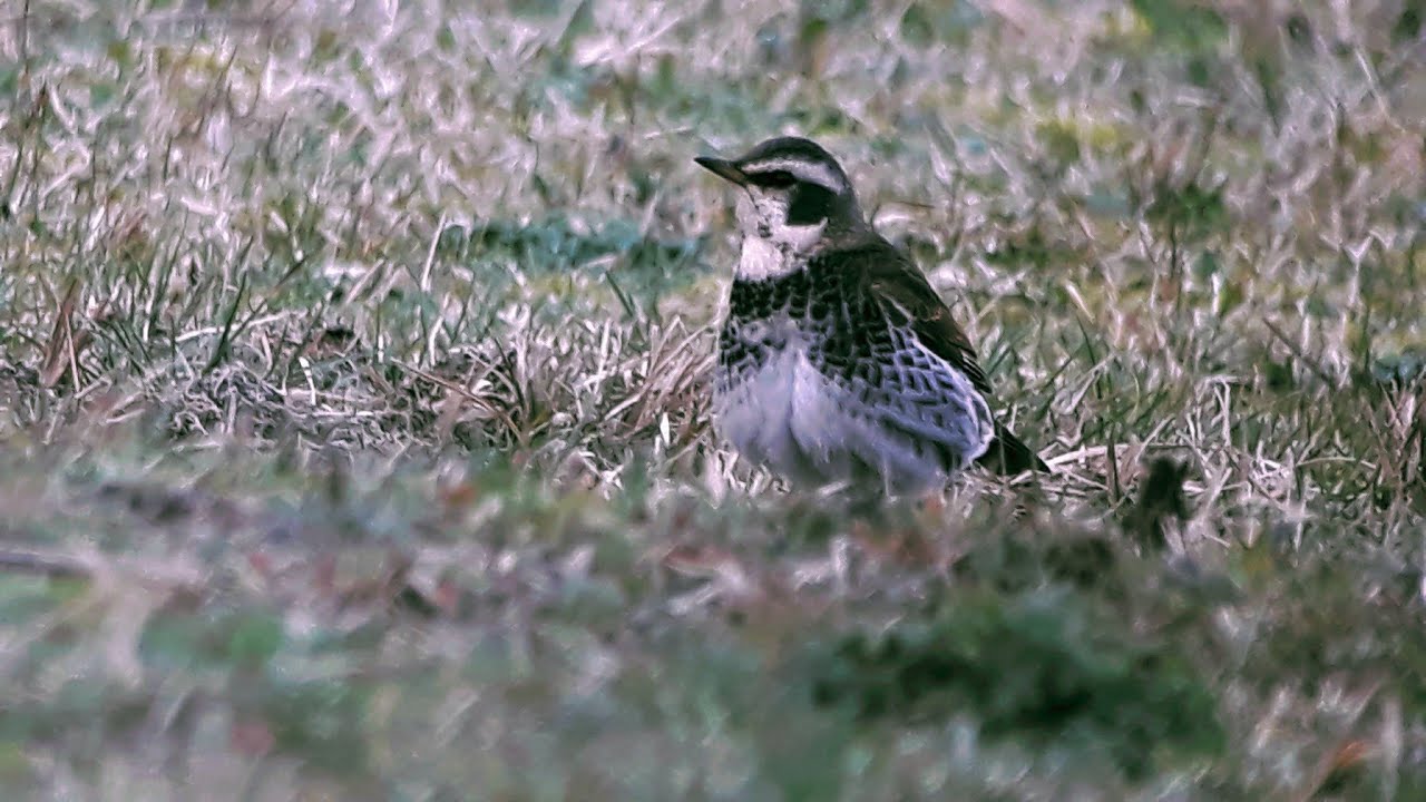 Vogels in de winter