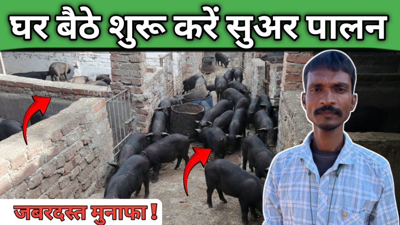 Pig Farming Business Ideas 💡! 1 साल में मालामाल? Pig Farm Bihar