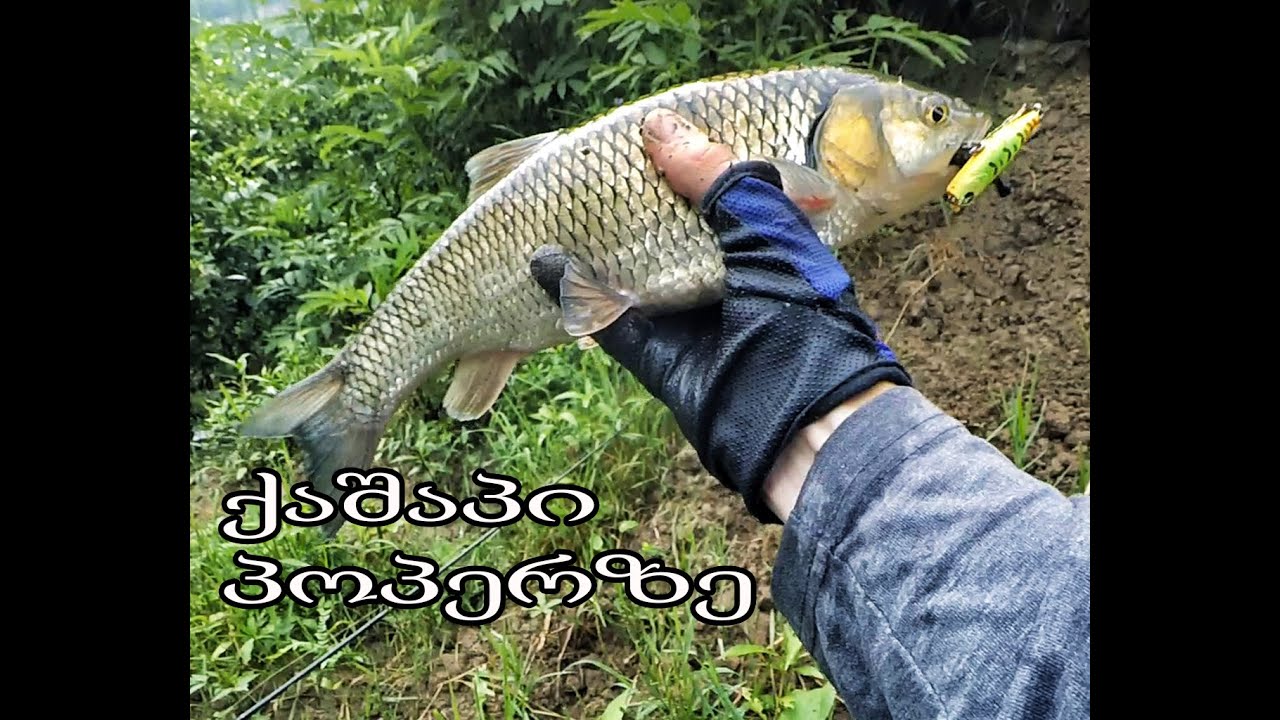 ქაშაპი პოპერზე  Kot Fishingtv  Spiningit Tevzaoba