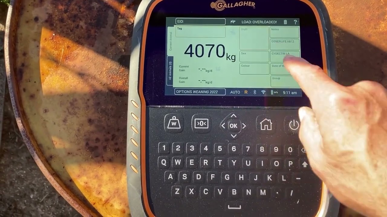 Tech Tip: Using the TWR-5 to weigh your herd