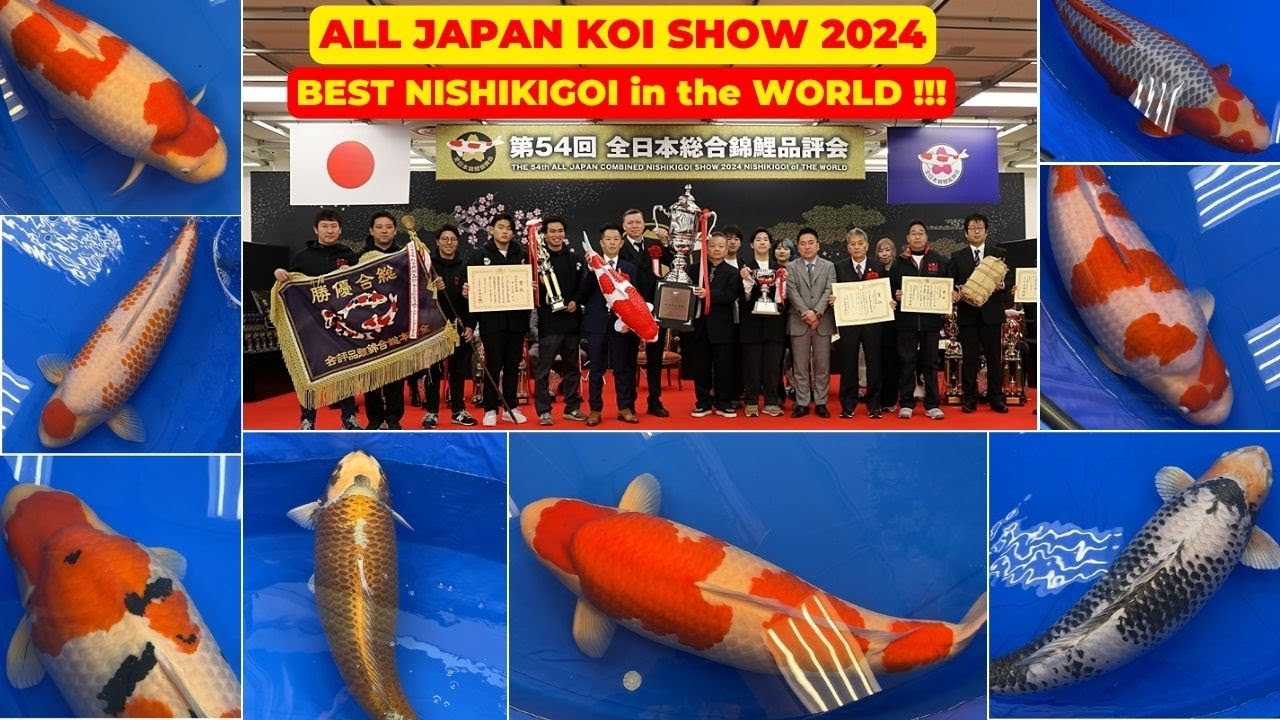 ALL JAPAN KOI SHOW 2024, all of the BEST NISHIKIGOI in the WORLD !!!