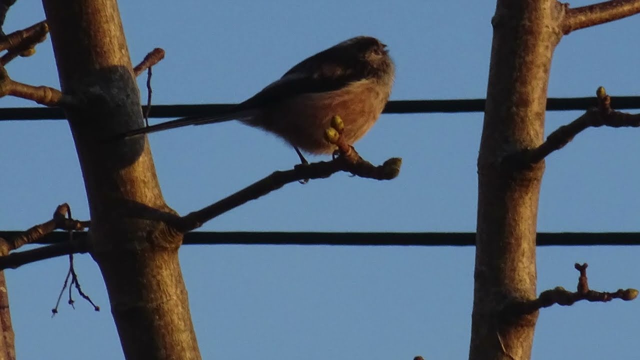 Long Tailed Tit Birds 