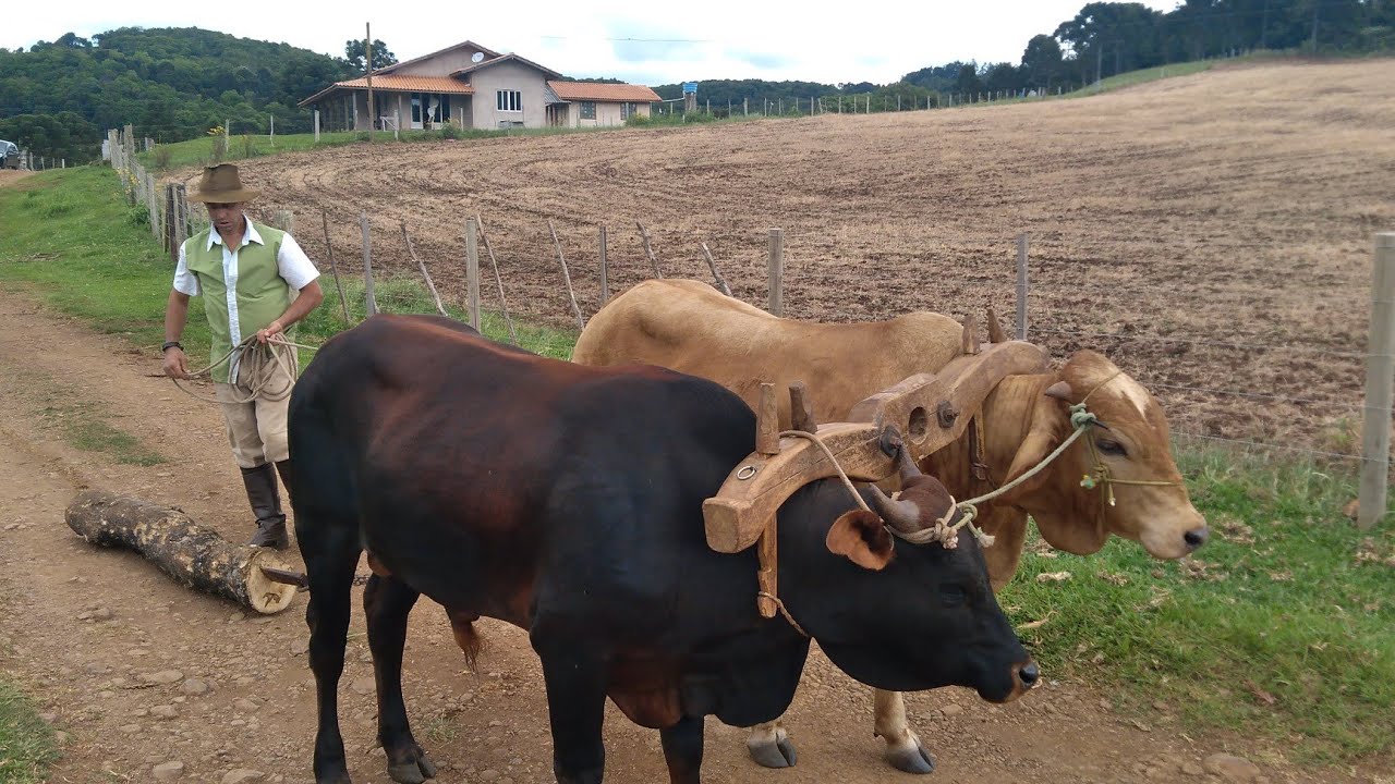 CARRO DE BOI VIVENDO COMO ANTIGAMENTE NA ROÇA