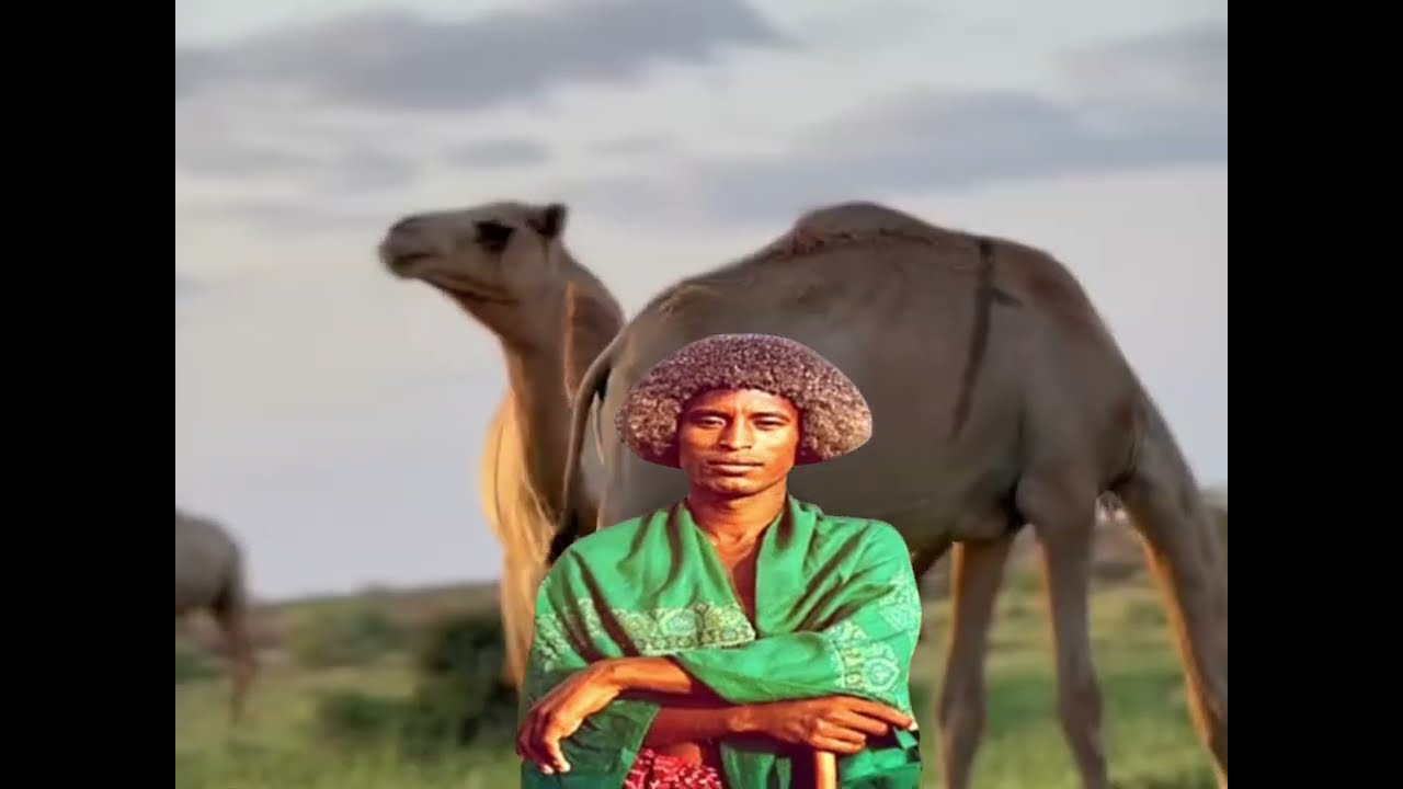 Afyaal Ebdi madyarow #Jiib gaaljar Arlaathi❤️🐪