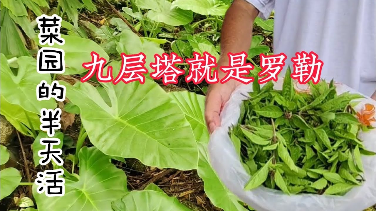 鸿爷的菜园 (2) / 你会吃九层塔吗? / #重整荒芜了的菜 / 树仔菜 / 挖泥铲沙 / 菜园重生  / #士姑来 / 81300 / #五福城 / #riverfishing