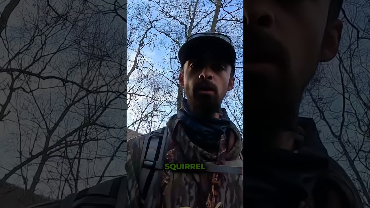 A few tips for finding squirrels in the woods 