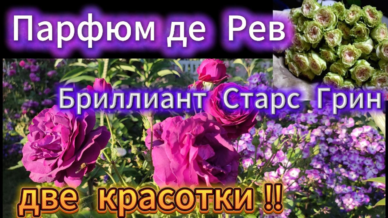 Прекрасные  розы  - для  прекрасных  ЛЕДИ !  Праздничный  серпантин  !