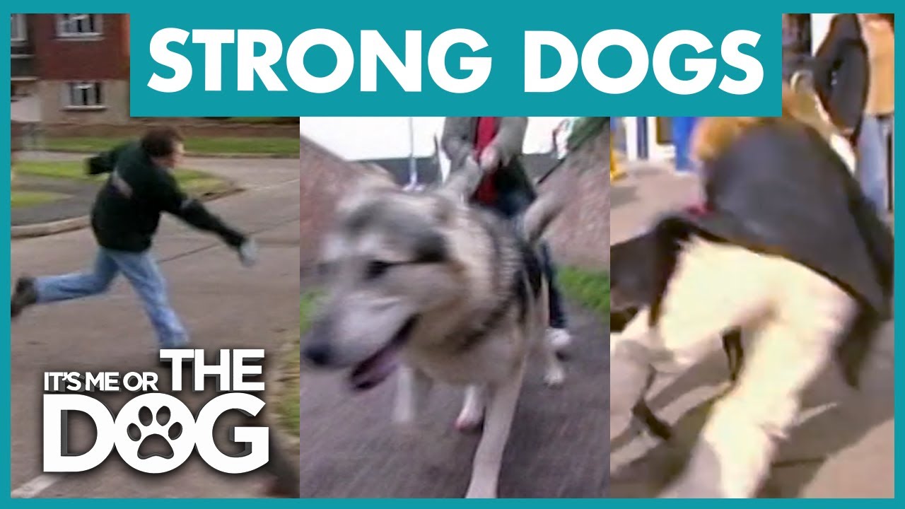 Dogs Overpower Their Owners | Best of It's Me or the Dog
