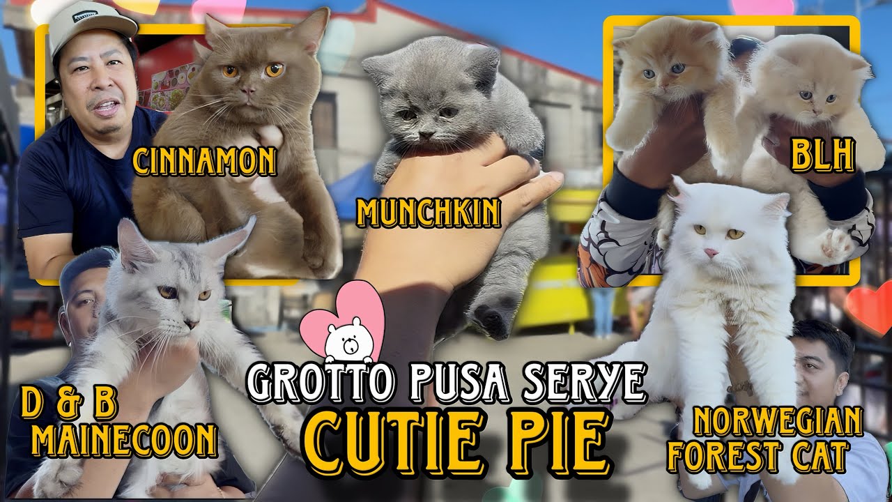 PINAKAMALIIT NA PUSA SA GROTTO PET MARKET/MARCH 1, 2026/ GROTTO PUSA SERYE/ pusaserye update