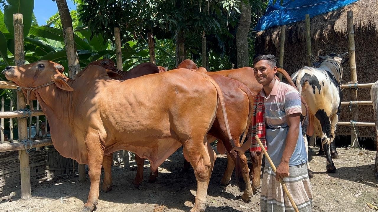 ৬টি ষাঁড় গরু লর্ড কত চায় আব্দুর রাজ্জাক বেপারী #cow #foryou #fypシ 
