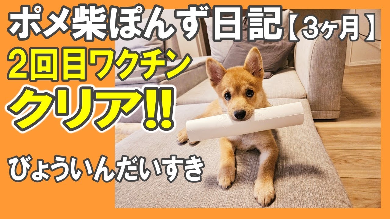 ポメ柴ぽんず日記【２回目ワクチンクリア!!】病院大好き！／はじめてのお洋服／破壊的かわいさ（親バカ）／生後３ヶ月半