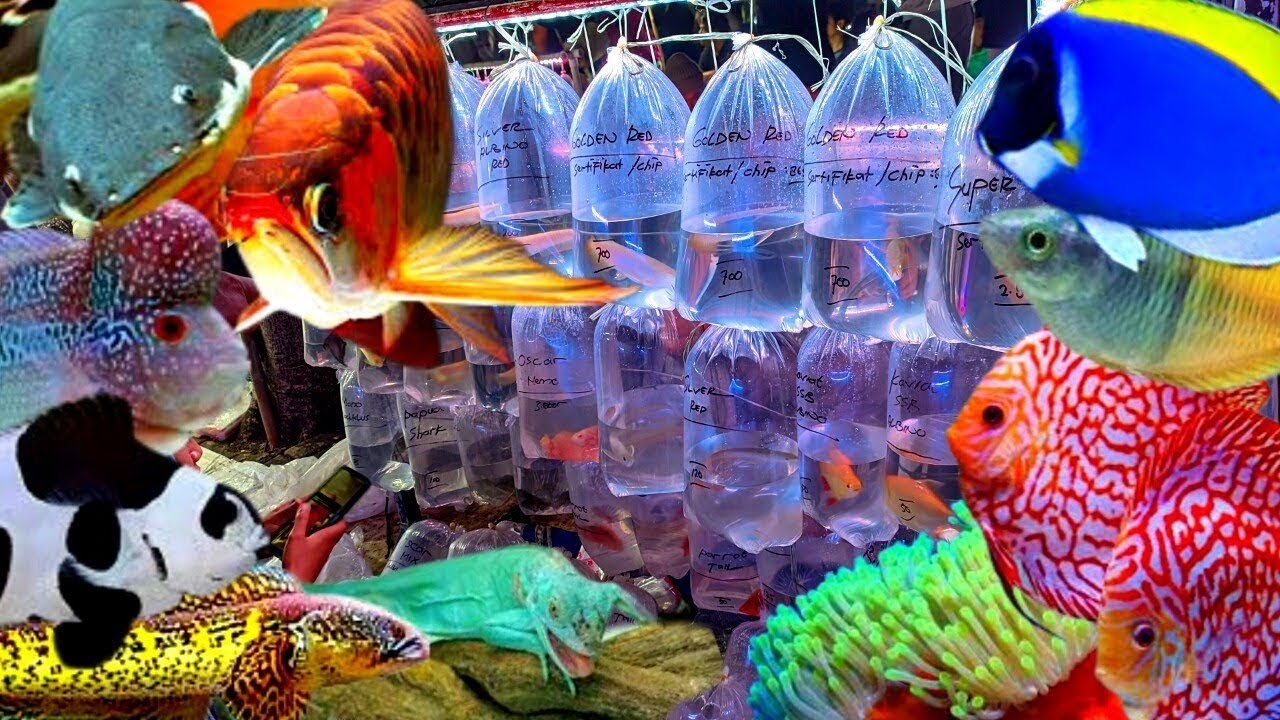 REVIEW IKAN MURAH MERIAH. DI PASAR IKAN HIAS JATINEGARA 