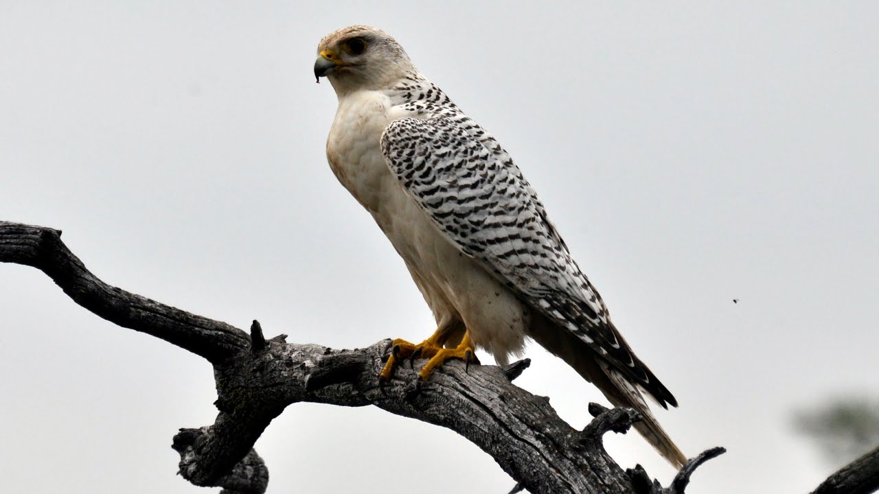 White Gyrfalcon nesting in Siberia