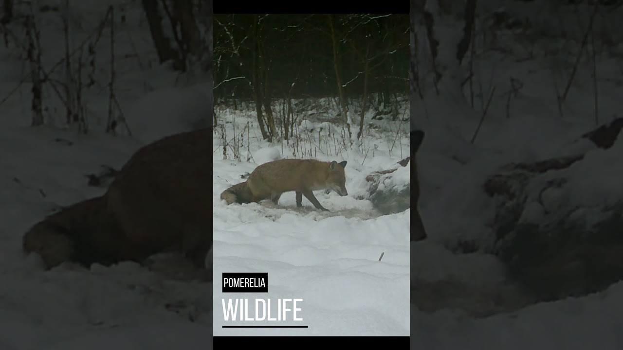 Skradał się jakby wiedział, że to nie jego łoś #wildlife #fotopułapka