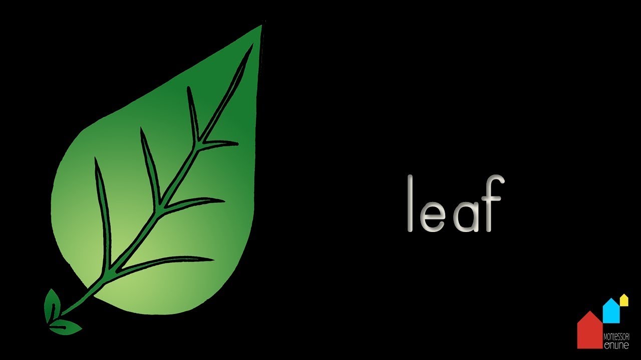Parts of the leaf - Montessori Botany Presentation