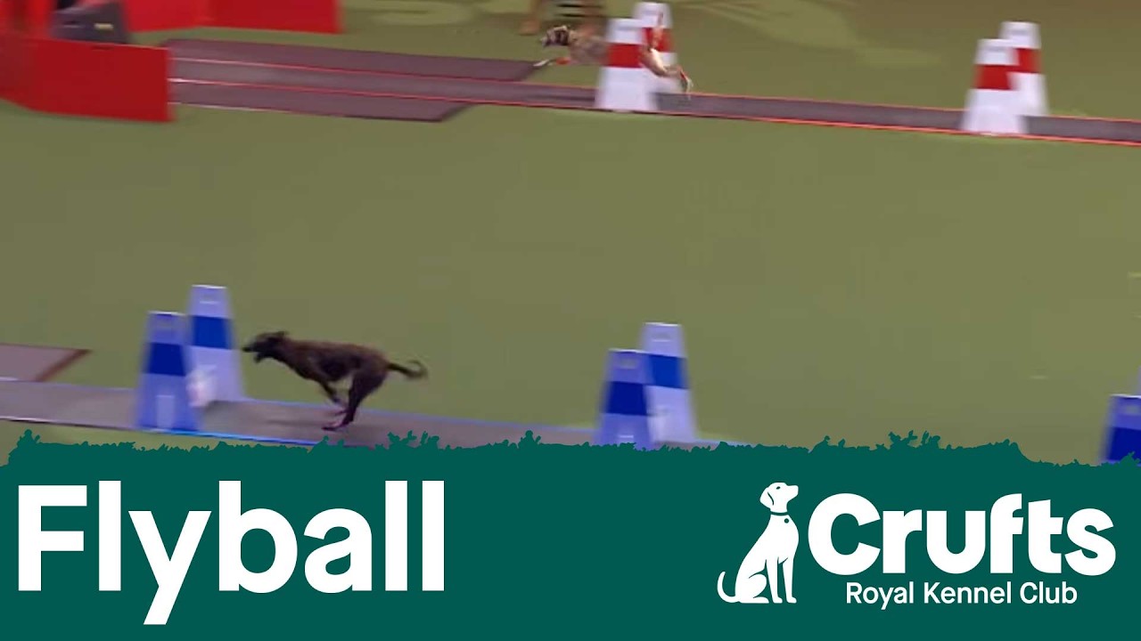 Flyball Round of 16 | Crufts 2026