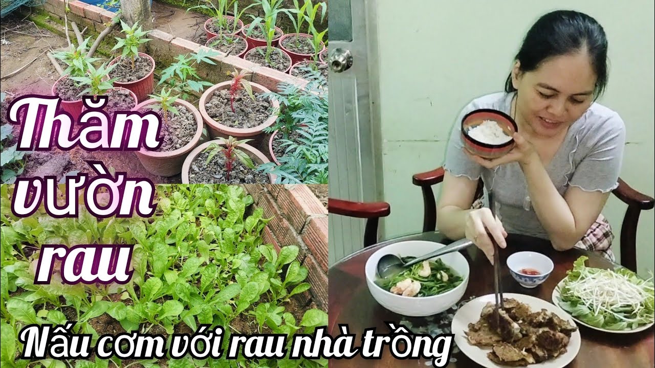 #49 Thăm vườn rau, nấu cơm với rau nhà trồng 🌱