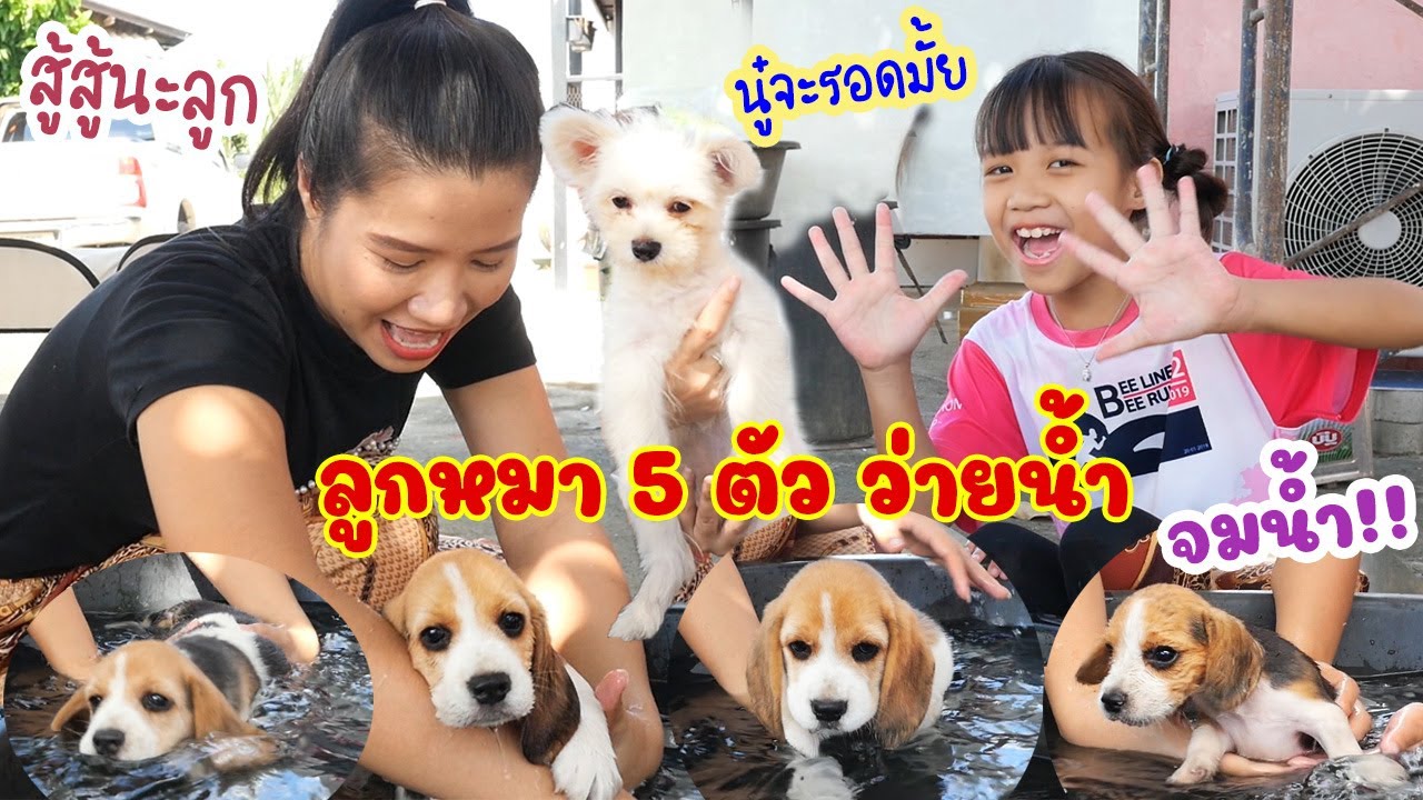 แม่กุ้งฝึกลูกหมา 5 ตัว ว่ายน้ำ ลูกหมาบีเกิ้ลจมน้ำ!!  แต่มีบางตัวว่ายน้ำได้ | ดีไซน์กับหมาน้อย