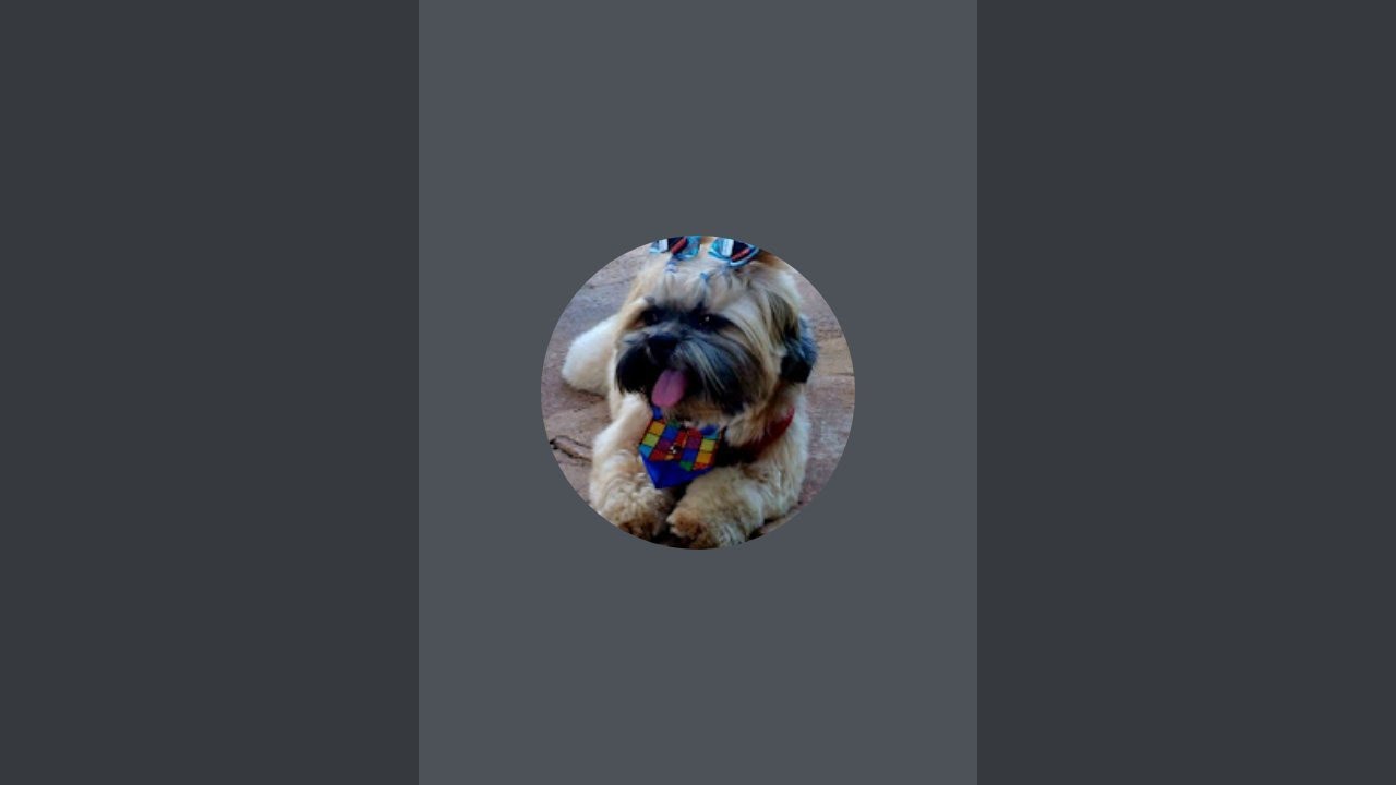 PET SYMON  E FAMILIA está ao vivo!