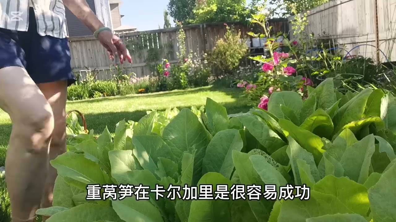 2025年窝笋丰收 ＃退休后的慢生活