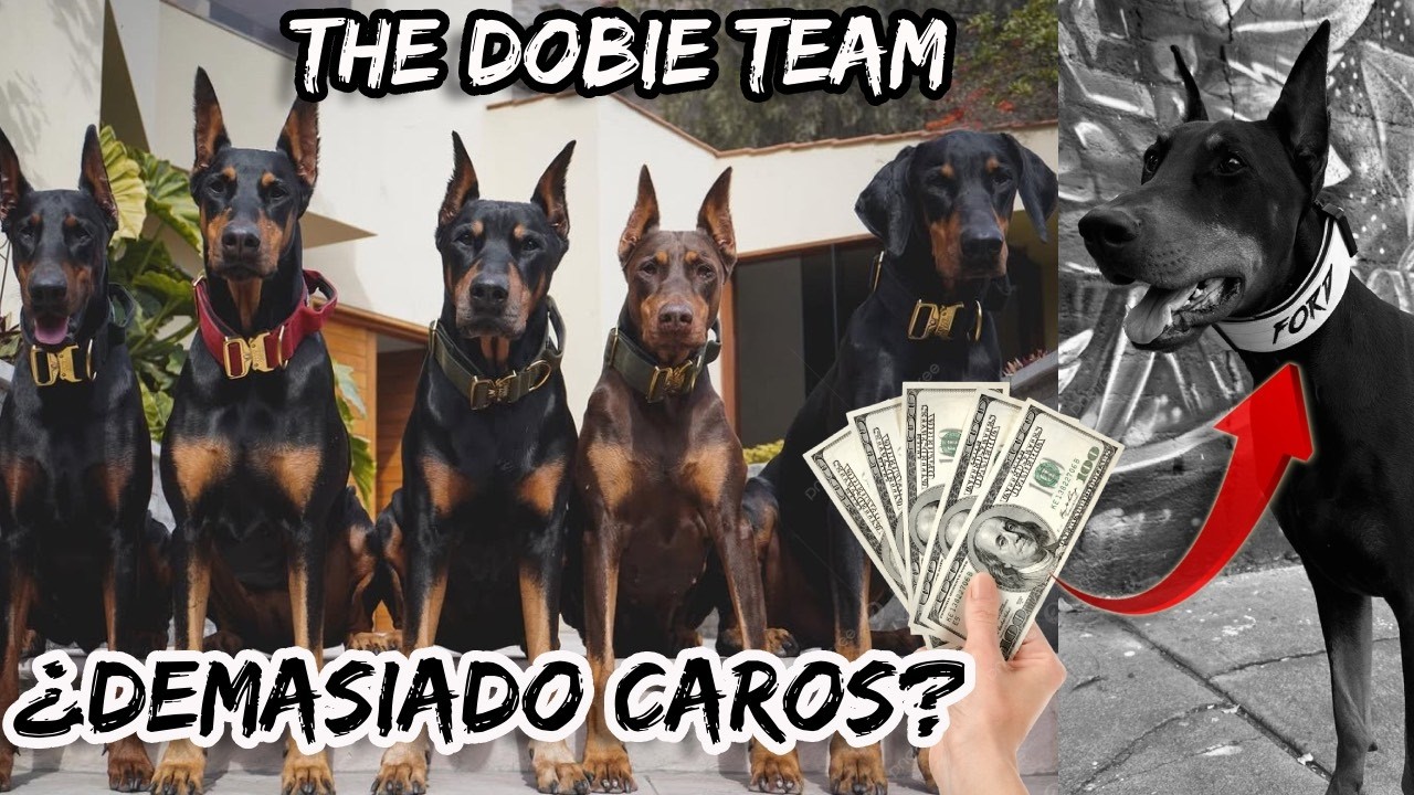 PERROS INFLUENCERS usan estos COLLARES...vamos a COMPRAR uno