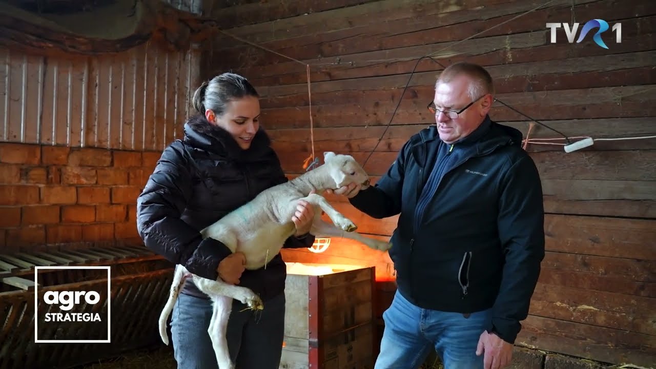 Ferma de oi din rasa Lacaune