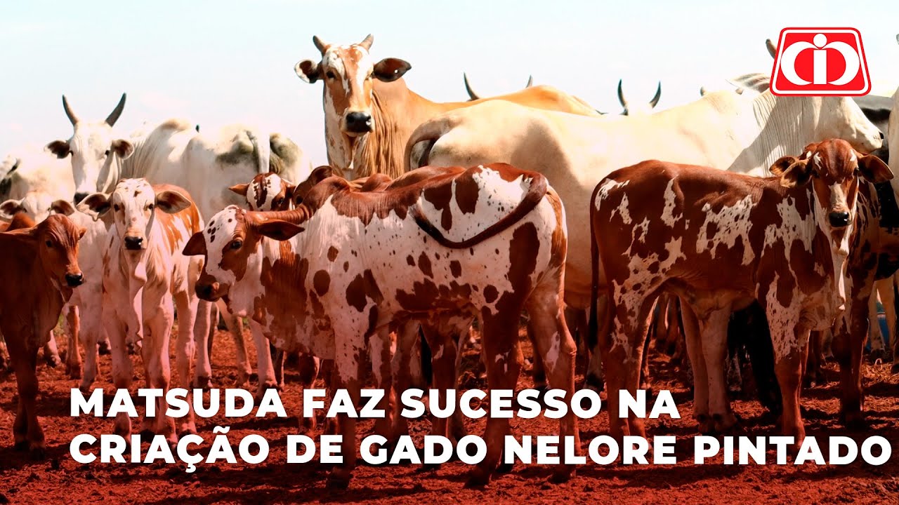 Matsuda faz sucesso na criação de gado nelore pintado l Estância Santa Barbara