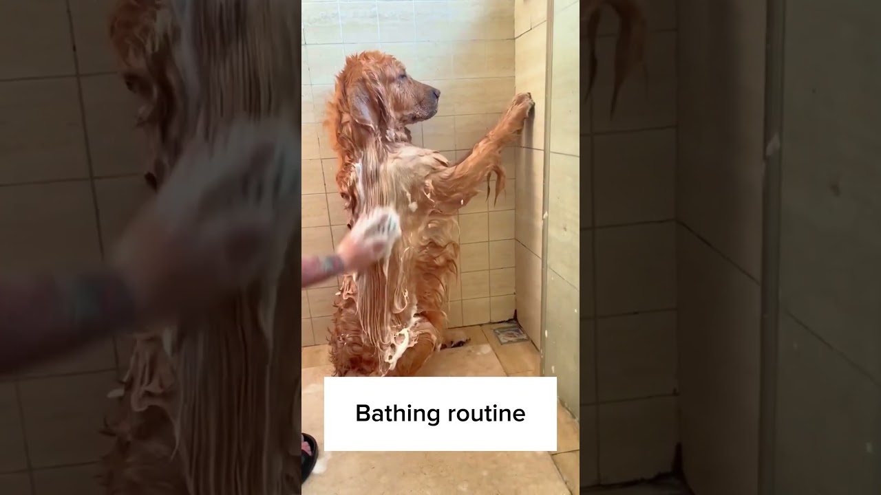 Golden retriever bathing routine ❤️
