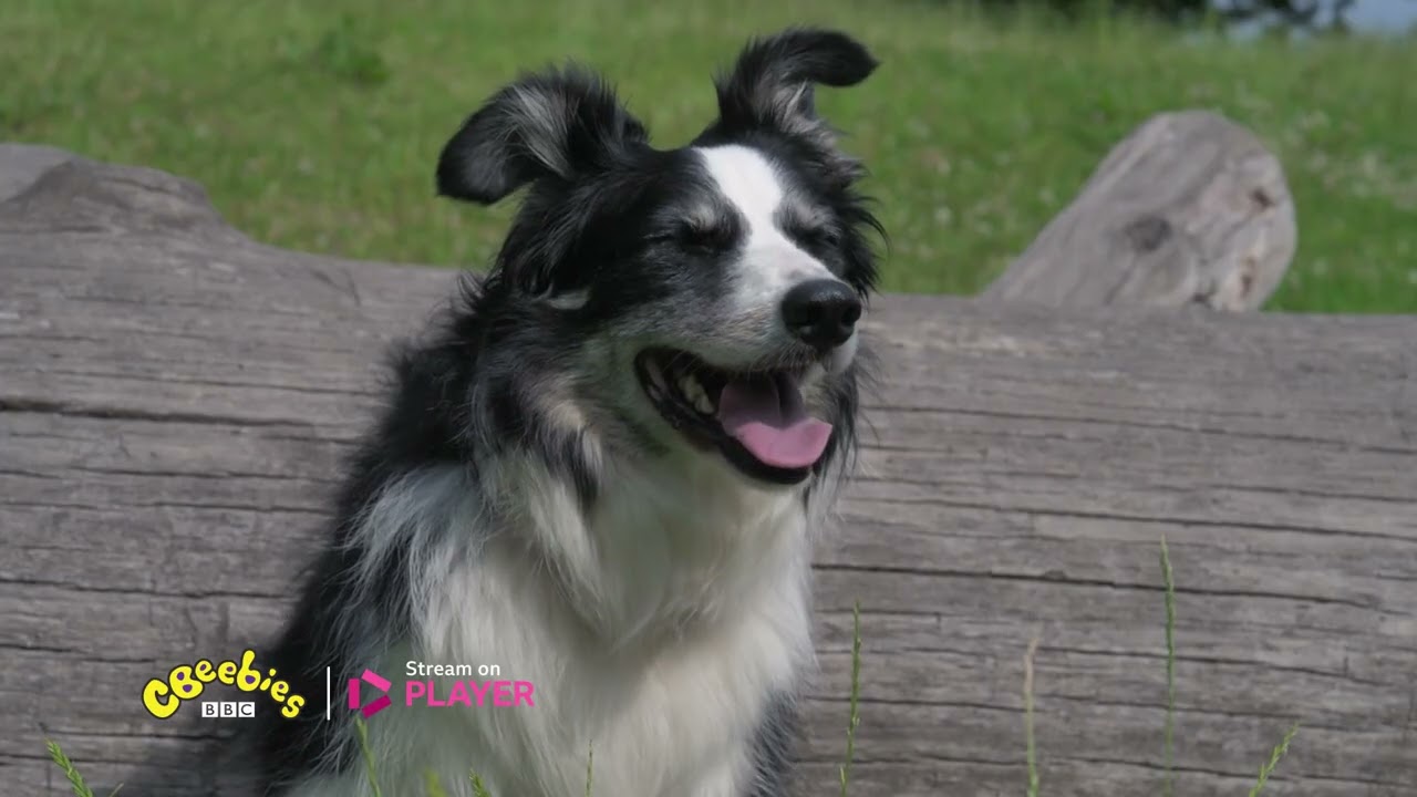 Dog Squad | New Series | BBC Player