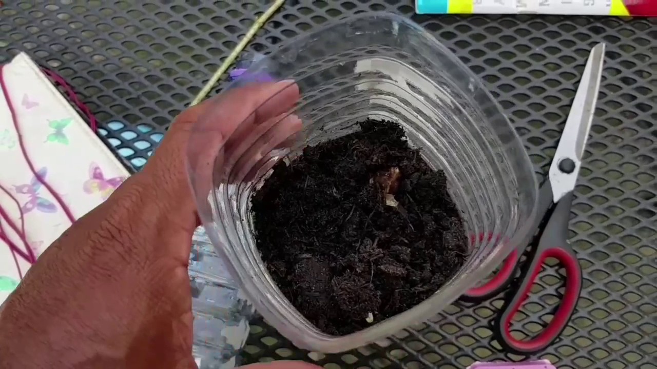 Moringa greenhouse for those cold UK winter months.