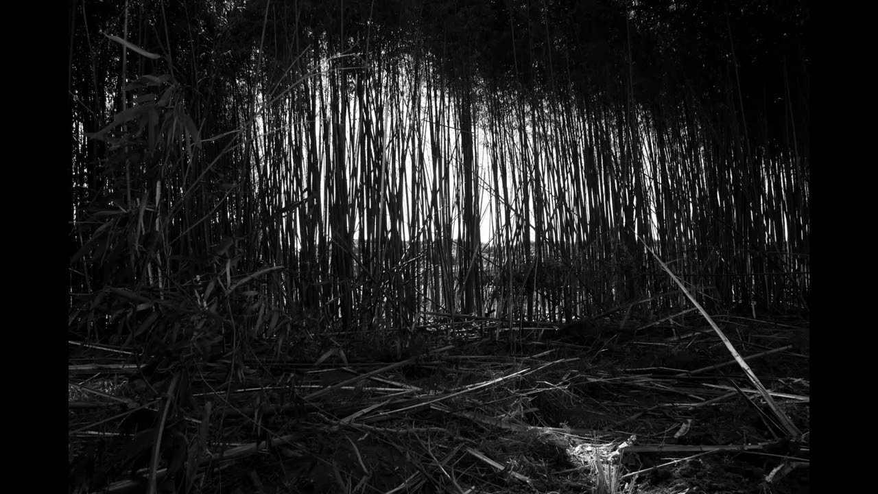 川で漂う 09 Canon X7 SX130is