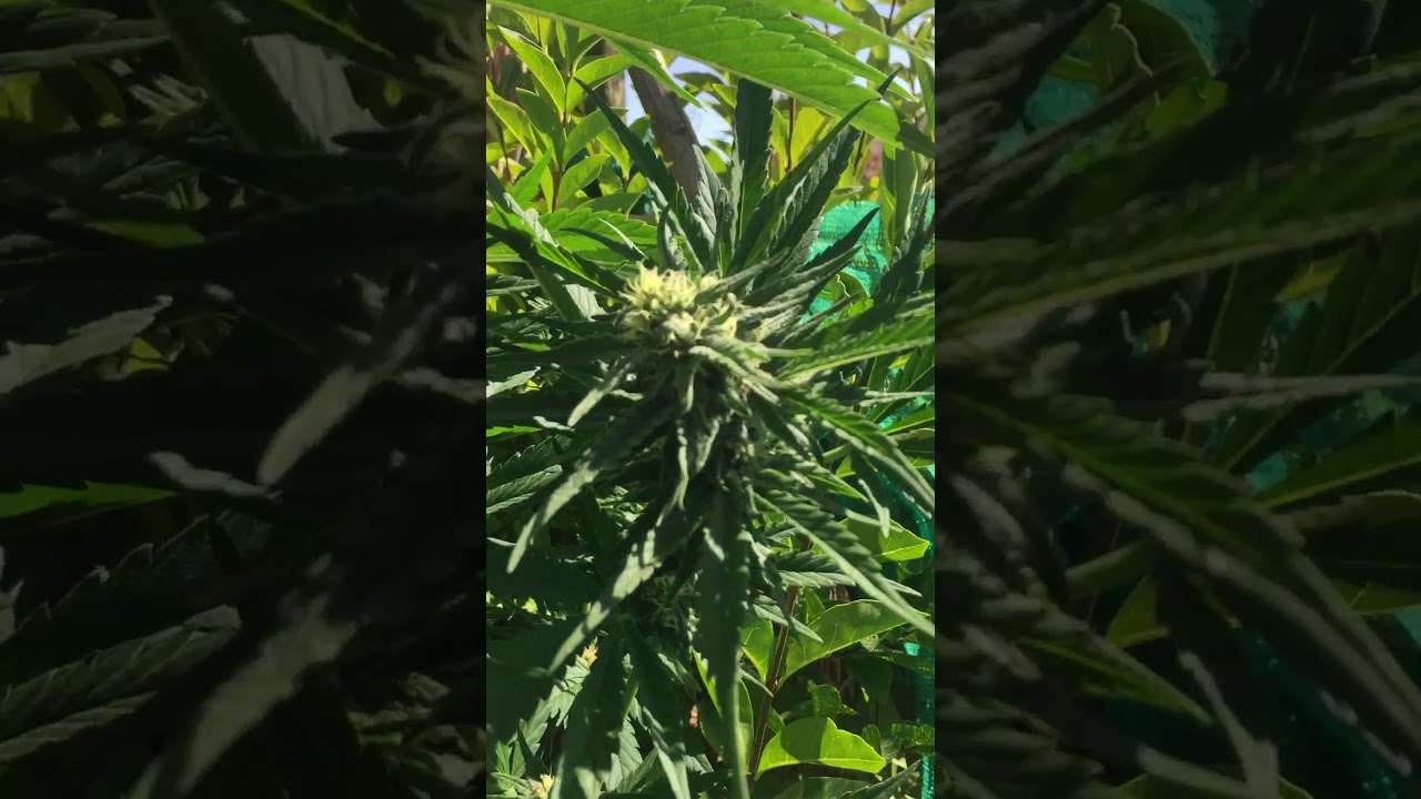 #Weed#tricomas#special queen