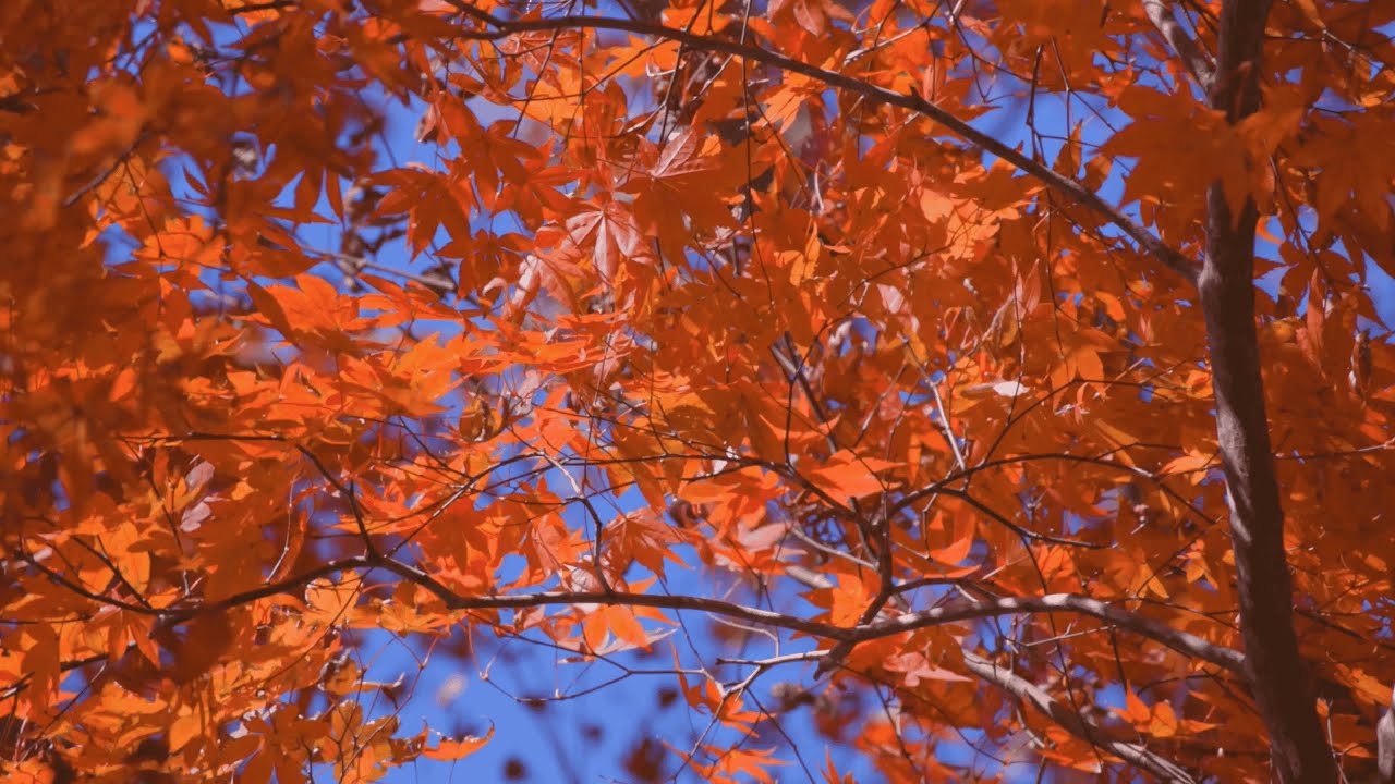 Whispering Leaves of Autumn | Wind, Leaves & Birdsong