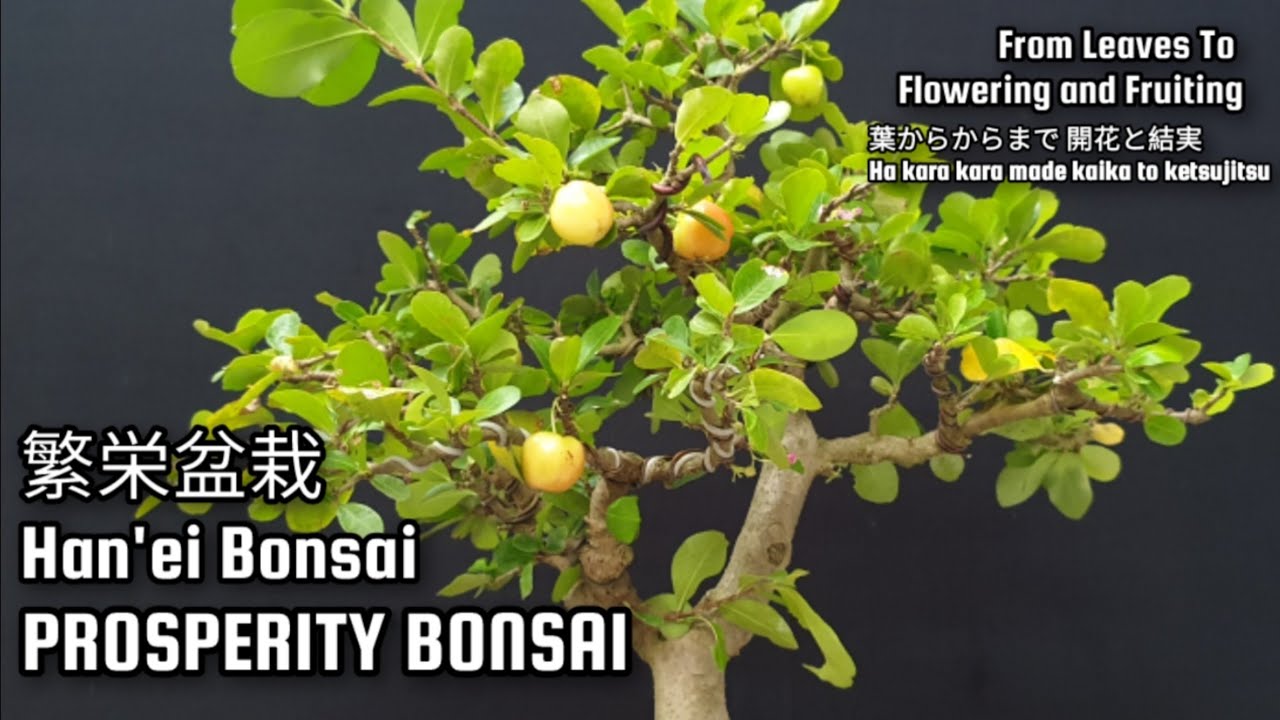 Prosperity Bonsai Cherry Barbados @therisingofroninbonsai @TheBonsaiZone