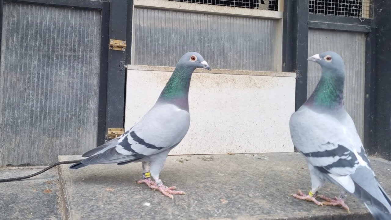Lokalizacja Gołębnika - Kiedy tak naprawdę nie ma znaczenia? Cz.2 🕊️🏡