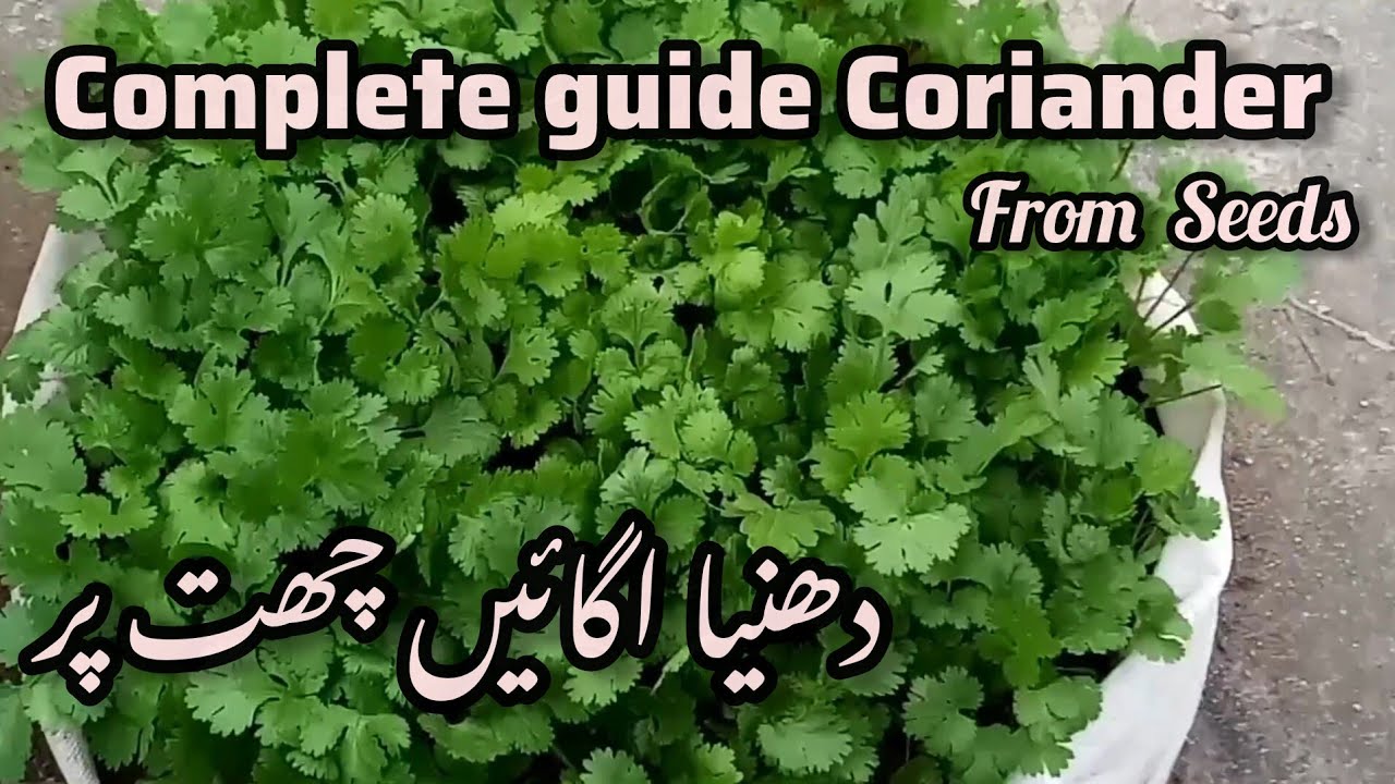 Grow Coriander from Seeds in a Simple Grocery Bag for Multiple Harvests