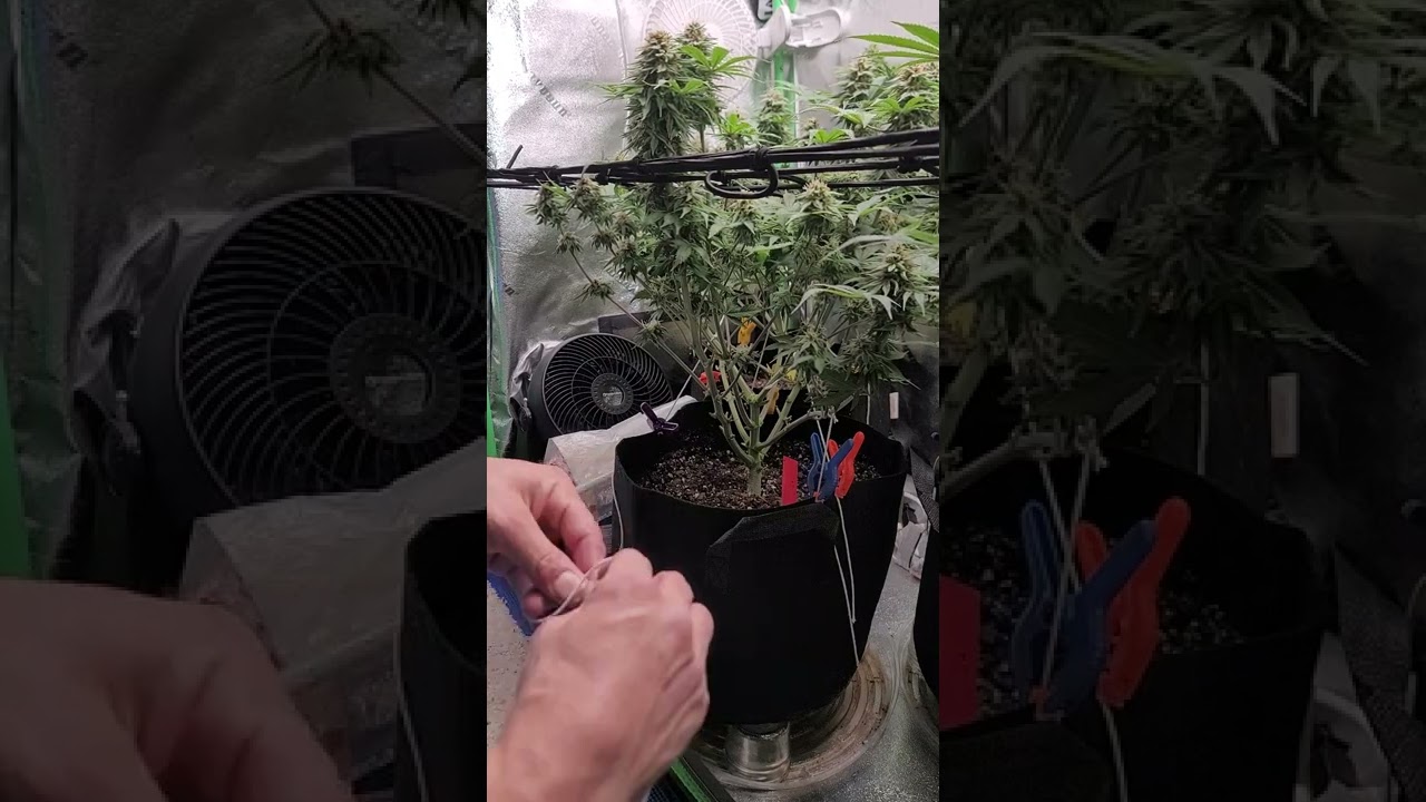 Tying down a cannibis plant. Lst