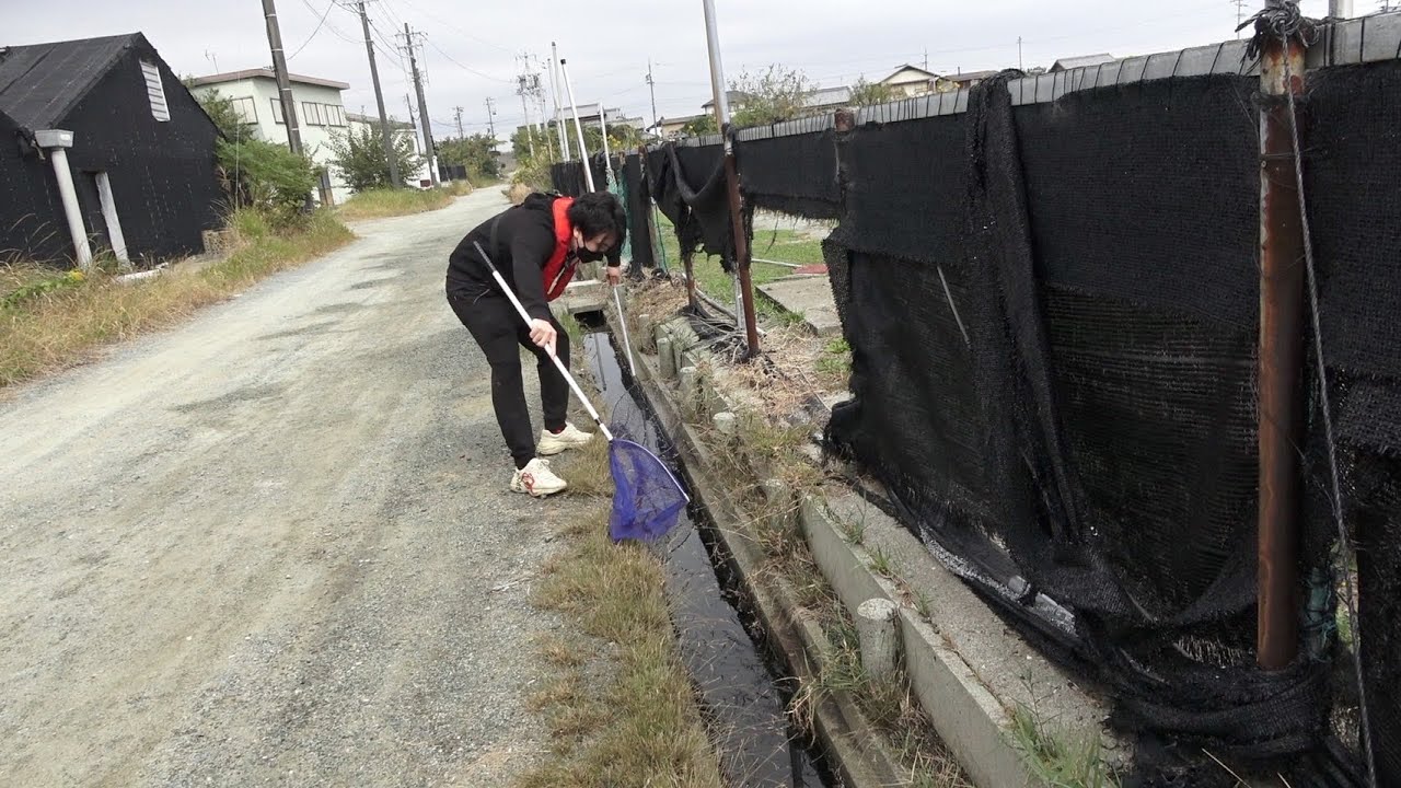 釣り堀の横の『海水の用水路』でガサガサしてみたら。。？