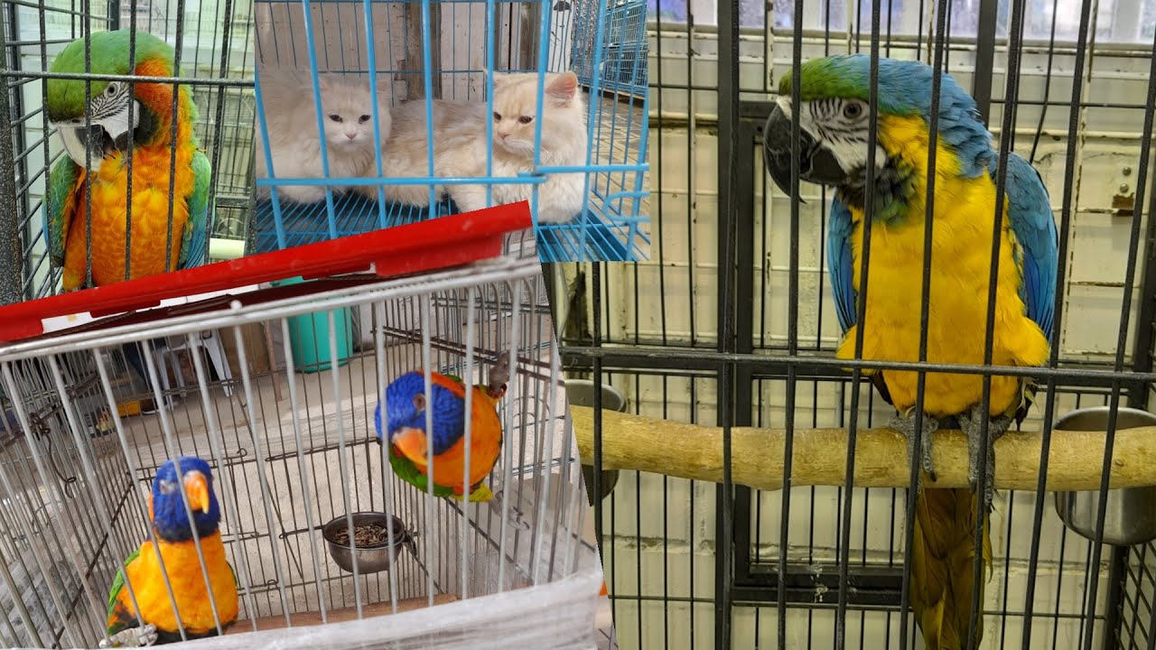 Kuwait Bird Maket