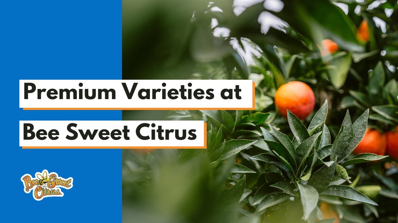 Premium Varieties at Bee Sweet Citrus