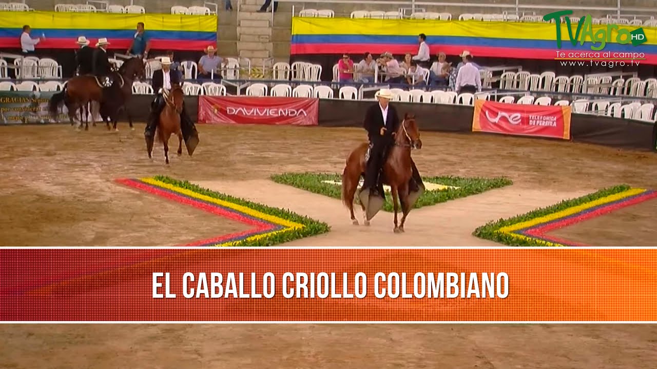 El Caballo Criollo Colombiano- TvAgro por Juan Gonzalo Angel Restrepo