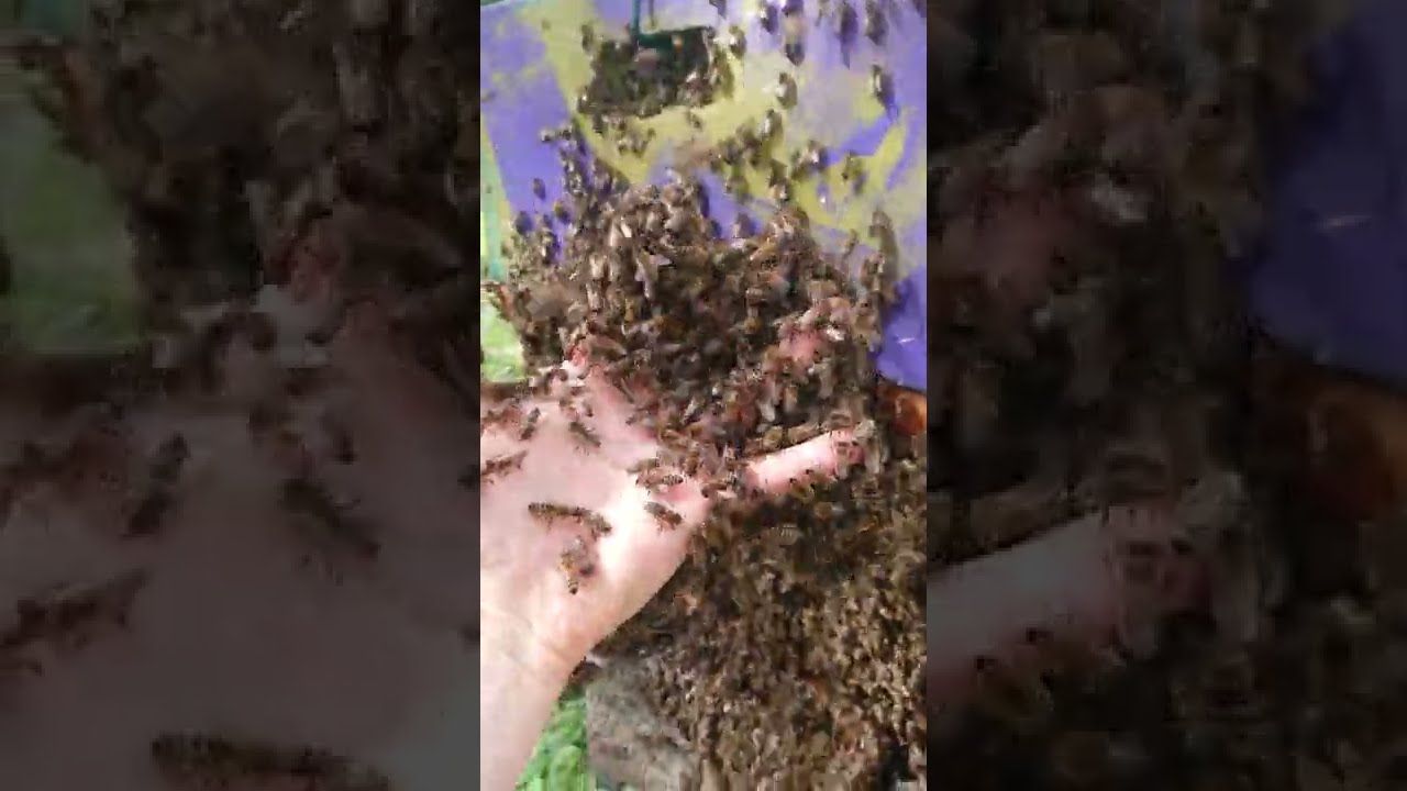 Bienenshow # 5