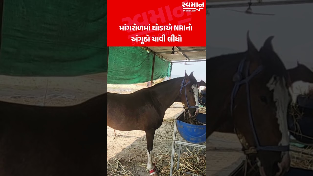 માંગરોળમાં ઘોડાએ NRIનો  અંગૂઠો ચાવી લીધો