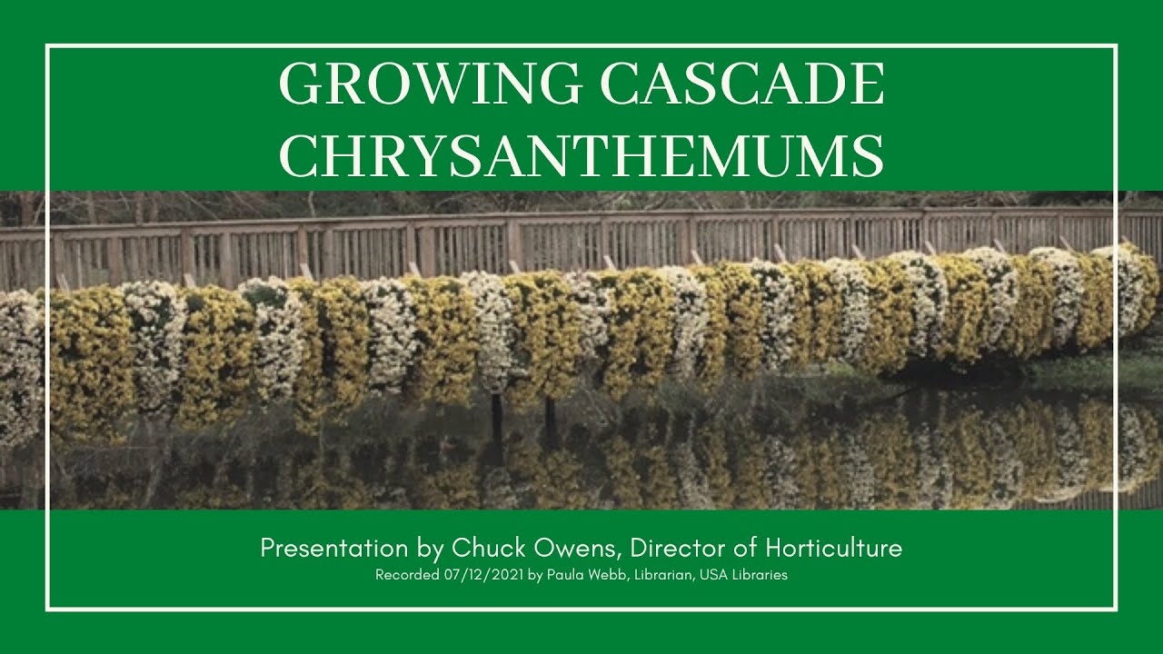 Growing Cascade Chrysanthemums with Chuck Owens