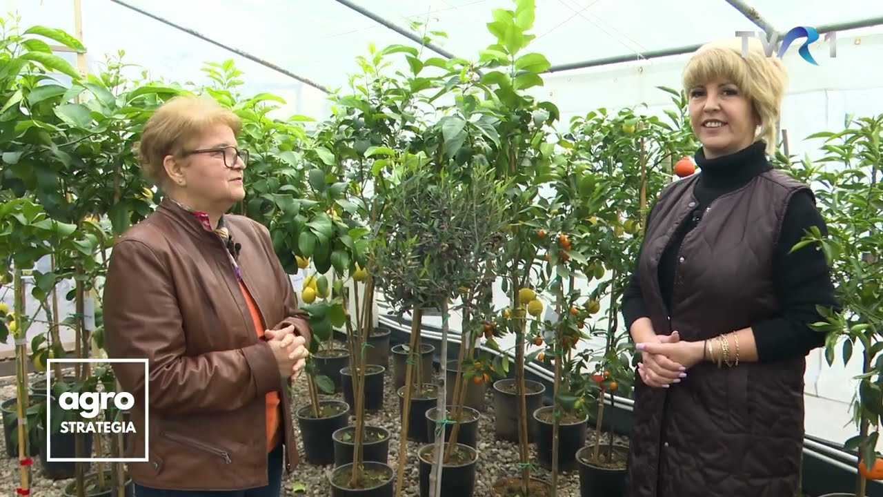 În Grădina Danei, TVR 1. Plantarea și îngrijirea citricelor (23.02.2023)