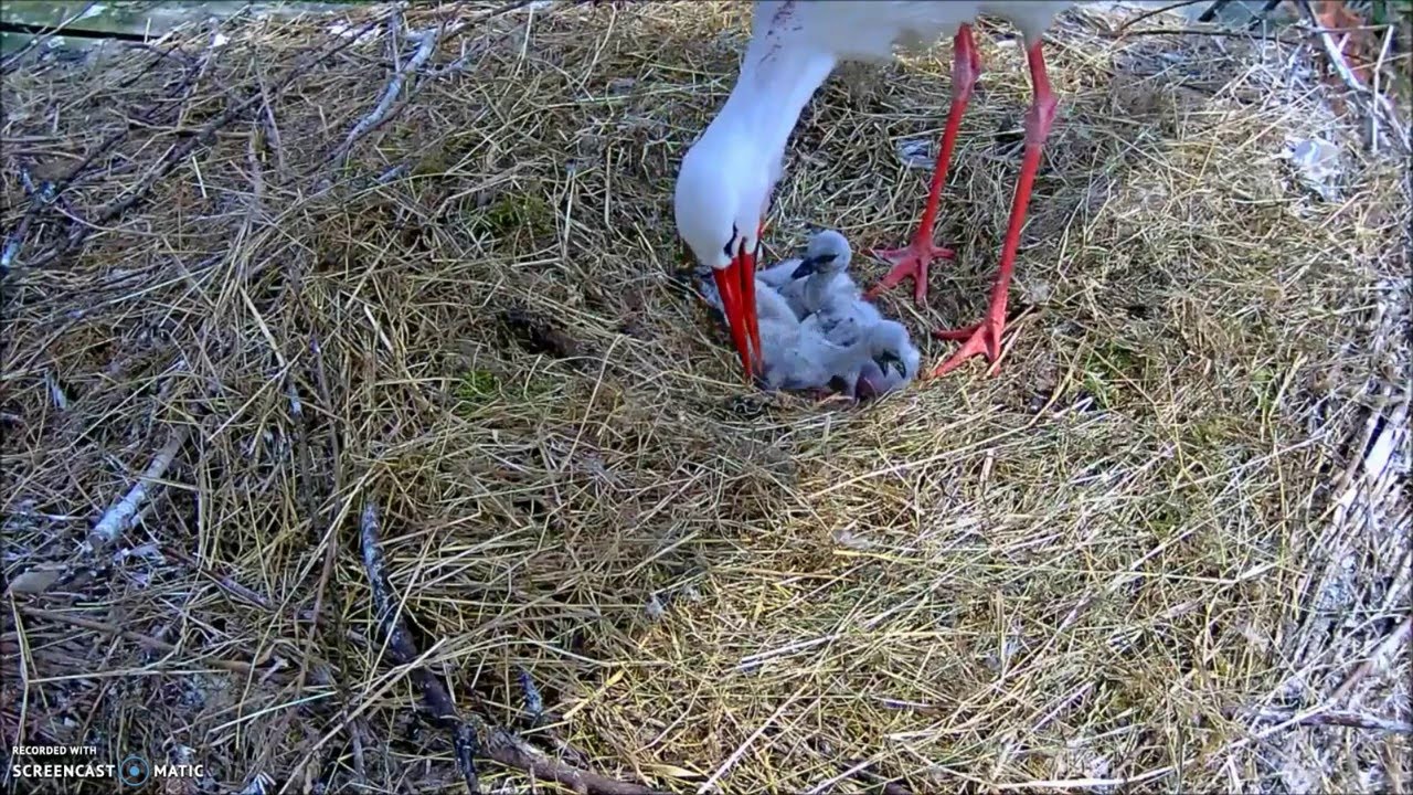 Záchranná stanice živočichů Makov, Czech Republic, 3.05.2016, 