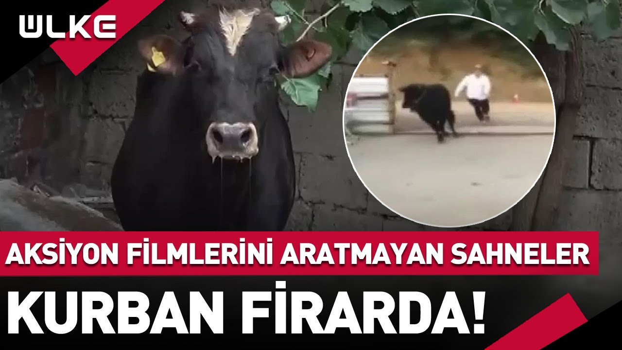 Kurban Firarda! Aksiyon Filmlerini Aratmayan Sahneler