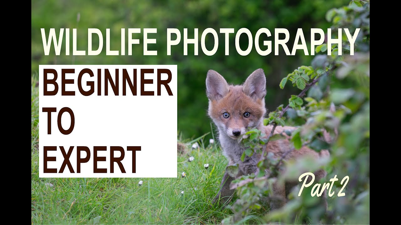 Wildlife Photography - The tips and skills to take you from Beginner to Expert
