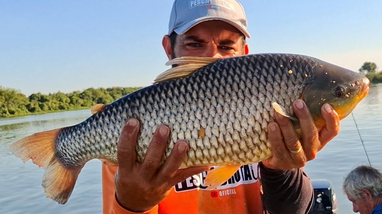 PIAUÇU GIGANTE!!! ERA UM MAIOR QUE O OUTRO , A CEVA ESTAVA BOMBANDO/MELHOR ISCA PARA PEGAR PIAUÇU.