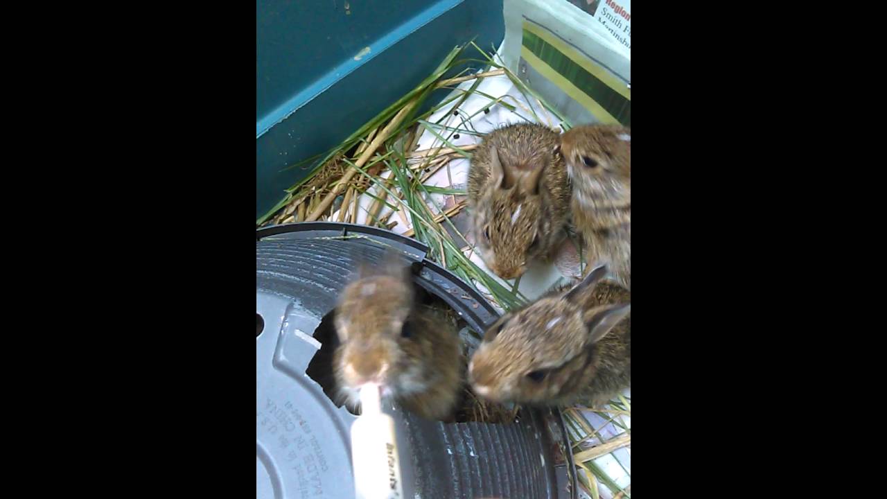 Feeding 3 week old wild baby cottontail rabbits